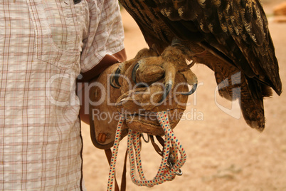 Claws of an eagle owl on the glove of the trainer