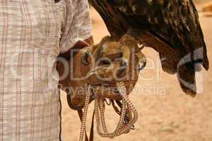 Claws of an eagle owl on the glove of the trainer