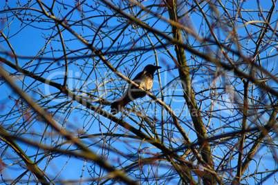 Hooded crow on the branch of the tree