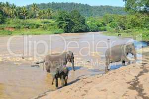 herds of elephants bathing in the river