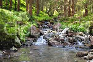 mountain river and coniferous forest