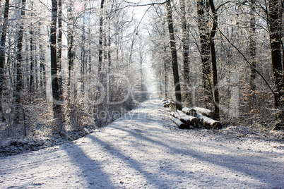 Winter Forest