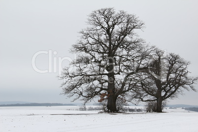 Winter landscape