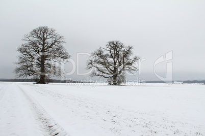 Winter landscape /