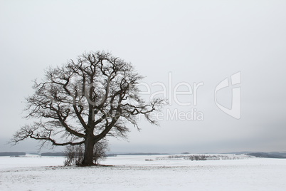 Winter landscape