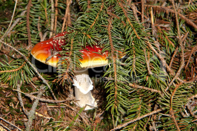 Amanita