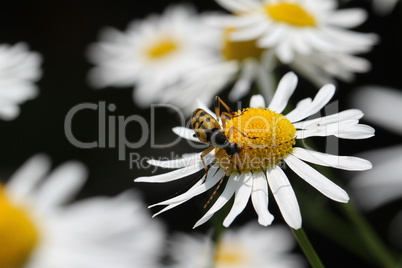 Leptura