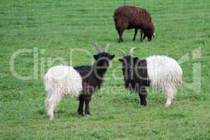 Sheep in the paddock