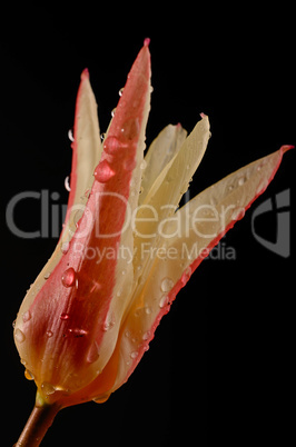 Tulip with drops of water