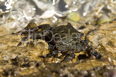 Crab in Water