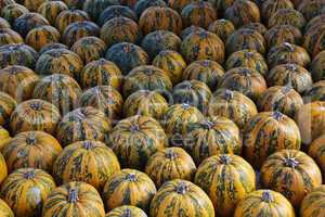 Pumpkins