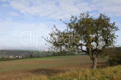 Landscape with a tree in the foreground