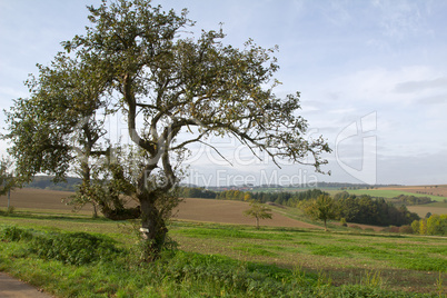 Landscape with a tree in the foreground