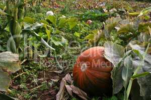 Pumpkin on a pumpkin field