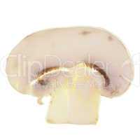 Champignon mushroom isolated