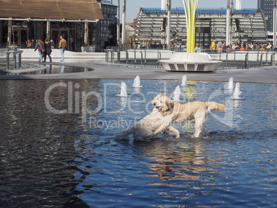 Dogs in water