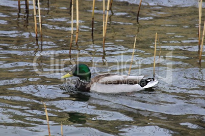 Männliche Stockente