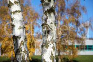 Birch foliage