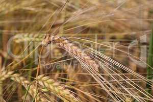 Harvest