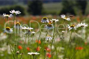 Daisies on a green background