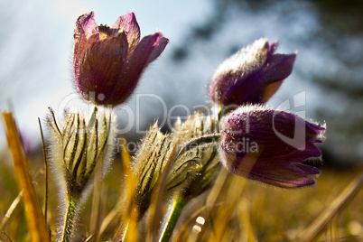 Purple pasque flowers