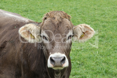 Picture of a brown cow on pasture