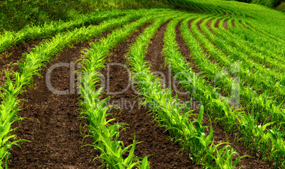 Kurvige Reihen im Maisfeld