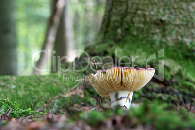 Wild Mushrooms