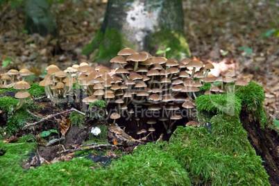 Wild Mushrooms