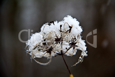 Old flower in the snow