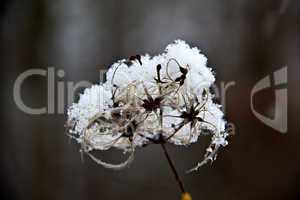 Old flower in the snow