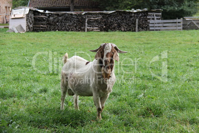 Lonely Goat on a green meadow