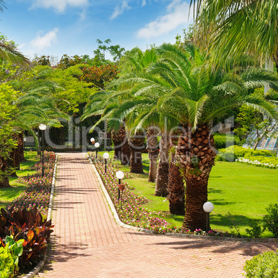 alley with tropical palm trees and lawn