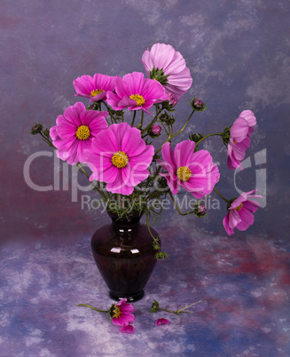 Bouquet of Cosmea flower