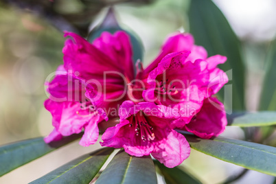 Rhododendron Blossom