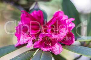 Rhododendron Blossom