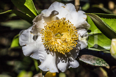 Kamelienblüte - Camelia Blossom