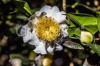 Kamelienblüte - Camelia Blossom