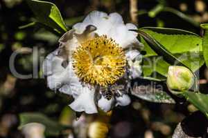 Kamelienblüte - Camelia Blossom