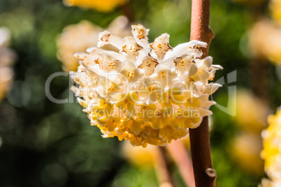 Strohblume - Pearly Everlasting