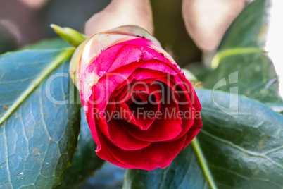 Kamelienblüte - Camelia Blossom