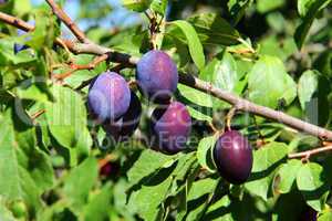 Fruits of plum tree in garden