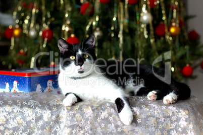 A domestic cat under the Christmas tree