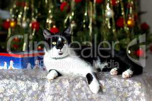 A domestic cat under the Christmas tree