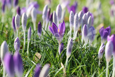 Crocuses