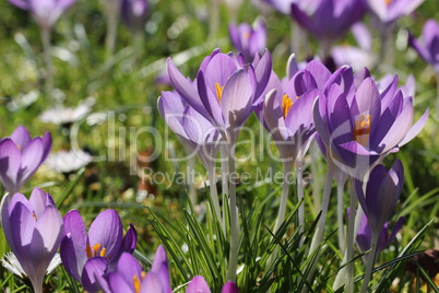 Crocuses