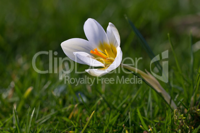 Crocuses