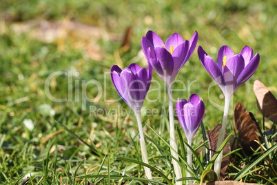 Crocuses