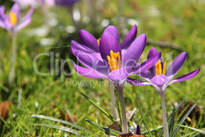 Crocuses