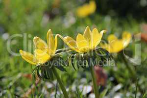 Winter aconite